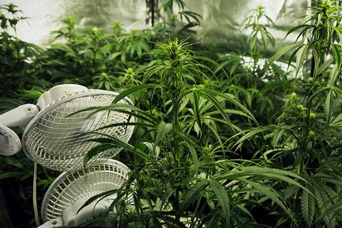 10 Must-Have Equipment When Building Your Own Cannabis Cultivation Facility