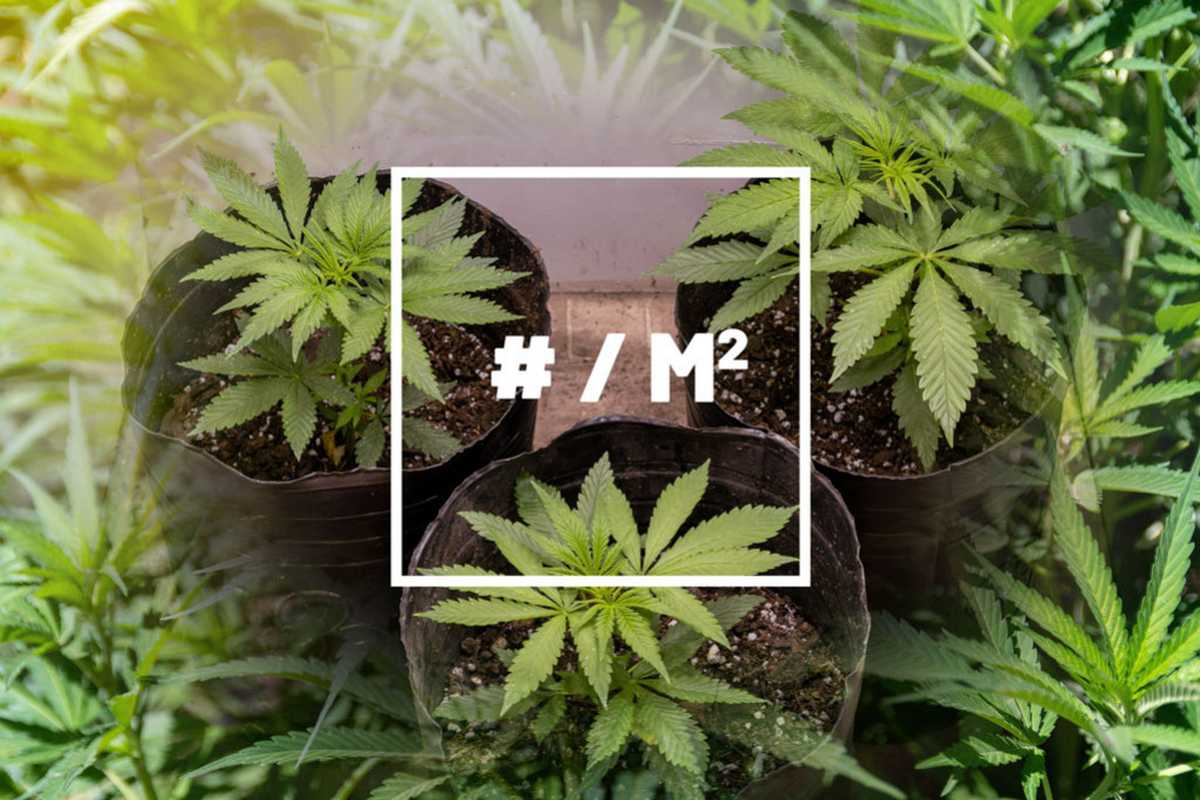 6 Ways to Increase Your Cannabis Yield