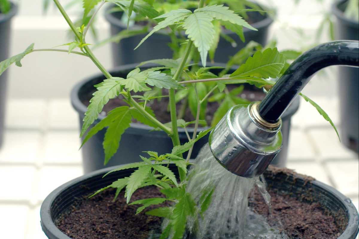 How to Plan an Effective Water Management System for Your Cannabis Cultivation Facility