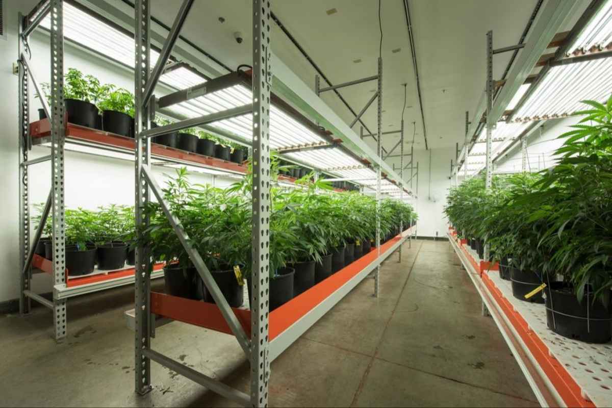 Useful Tips for Designing Your Cannabis Cultivation Facility